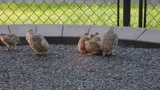 Gray Partridge Parents Defend Their 6 Remaining Chicks (2025 August 11/15/16)