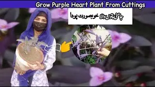 Propagate purple heart plant | grow & Care | Best plant for hanging / Purple heart from cuttings