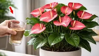 Just Pour Once! Any Anthurium Will Bud And Bloom Overnight!