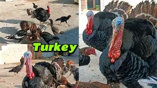 Aseel and turkey bird enjoy Morning 🌅