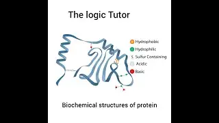 Structures of Protein, QuaternaryTetiary Secondary, and primary structures. | The Logic Tutor