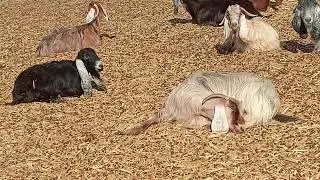&ldquo;Bakri Ka Rozana Jeevan | 6 Minute Ka Real Video&rdquo;&ldquo;Bakri Ka Natural Life | Desi Gaon Video&rdquo;||