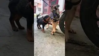 Gabbar or Rex ki ladai😱||@Rajat_and_gabbar ||#gabbar #rex #dog #cute #germanshepherd #dogfight