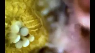 Underwater microscopy for in situ studies of benthic ecosystems