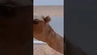 A man watering a thirsty camel and saving it from death