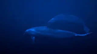 Deep Sleep Soundscape &mdash; 11+ Hours of Uninterrupted Ambient Sound (No Voice)