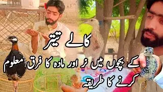 How To Differentiate Between Male And Female Chicks in Black Francolin Kala Titar Male And Female 😍