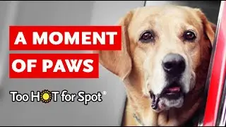 A Moment of Paws: Too Hot For Spot&reg;