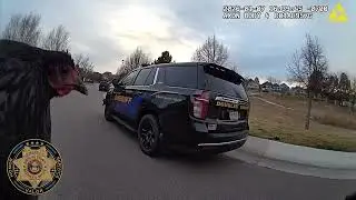 DCSO спасение кур
