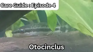 Otocinclus Care Guide