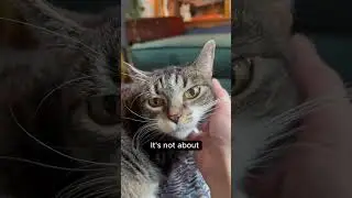 Cats can recognize their names!
