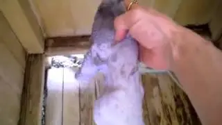 Black Grease Dissolves On Contact