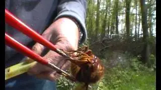 Frelon Mère fondatrice   Hornet founder mother