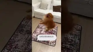 Ultimate dog pee pad solution! #peepads #petessentials