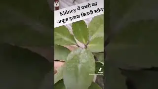 pethri ki dewai