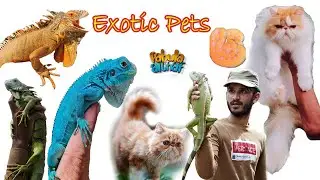 Iquana | ഇഗ്വാന | exotic pets | part 1 | cloudy cattery| fabula of althaf