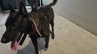 RSLPF LAUNCHES INVESTIGATION INTO SUSPICIOUS PASSING OF K-9 Tyson.(July 2nd 2025)