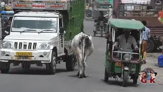 Cow rules the road, incredible Indian traffic!