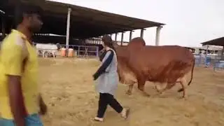 Amum Javed.visit SakraN Cattle Farm