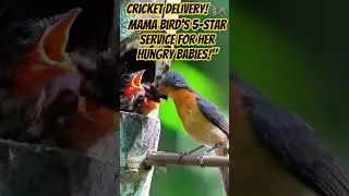 Cricket Delivery! 🦗 Mama Bird's 5-Star Service for Her Hungry Babies!#cute#bird#mother#love#shorts