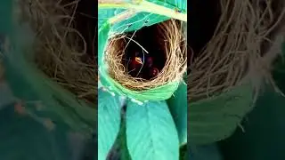 Tailorbird Nest | A Work of Art in the Trees #tailorbird #birdnest