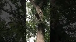 Woodpecker pecking  up the Oak Tree