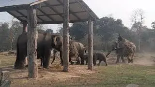 Elephant  breeding center,Sauraha,chitwan