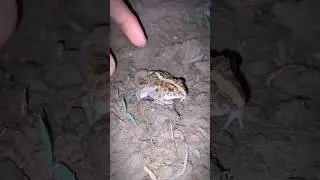 Leap into Action: Catch a Jumping Frog #frog #animals #nature #wildlife #toad #catch #shorts