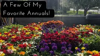 Tough As Nails Annuals to Grow! Verbena, Zinnias, and Blue Sage! You will Succeed!//FlowerFanatic