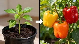 Paprika anbauen &ndash; der komplette Anbau-Guide