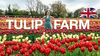 TULIP FARM in UK - Tulleys Farm