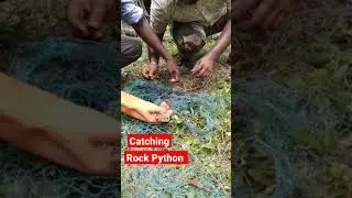 Rock Python Caught on Net