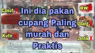 Pakan pengganti untuk ikan cupang selain cacing sutra, kutir, dan jentik nyamuk