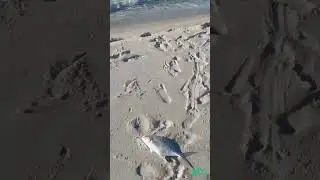 It took me 2 hours to catch this fish. #shorts #saltwaterfishing #surffishing #perdidoblane