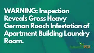 DIYPCP#105 WARNING: Inspection Reveals Gross Heavy German Roach Infestation of Apartment Building...
