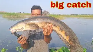 fishing video big Catch big attack   big snakehead unbelievable fishing
