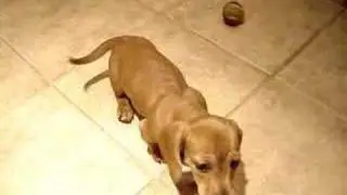 The Cutest Dachshund Puppy