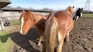 Horses grooming each other