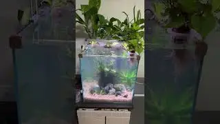 Запуск кубика