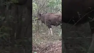 Wild buffalo animals #wild buffalo #animals #buffaloes #bigbuffalo 
