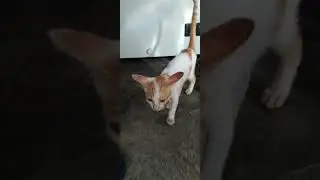 cat#cat #kitten #manifestation #funny #cateat #cute