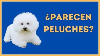 🟢 Top 10 | Razas De Perros Mas Tiernos 🐶