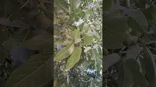 A walnut garden that has no end #shorts #garden #walnut