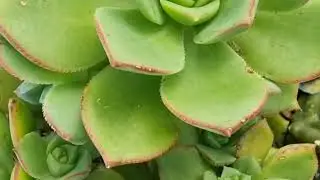 Meditação Guiada para Relaxamento Profundo e Paz Interior | TUNIVERSO Episódio 9 - O UNIVERSO EM TI
