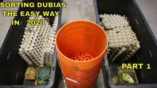 Sorting my Dubia Colony 2 | The Easy Way 2020 | Part 1