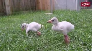 Flamingo Chicks Hatch at Columbus Zoo