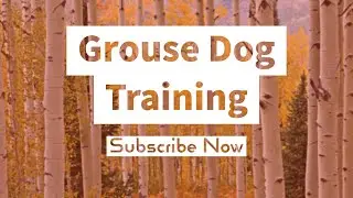 Grouse Dog Training    4K