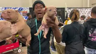 Rumble in the Jungle  Trapboy FREDDY BOUGHT THE DOGS SHOW OUT 4.0( unsensored )Bully show