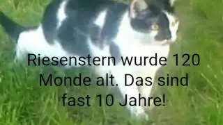 Warrior Cats Fakten 1