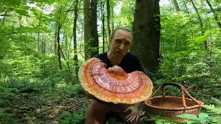 Reishi